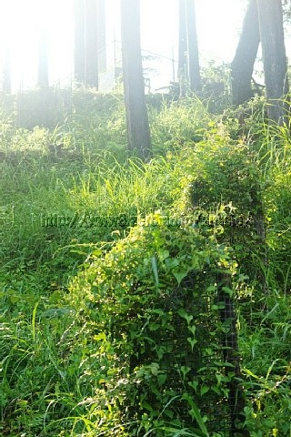 20060715155948.jpg